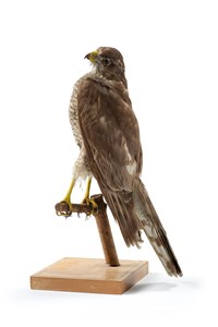 Image description is not available for 1983.128.1